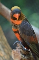 Kids_DZooWGMum (149)